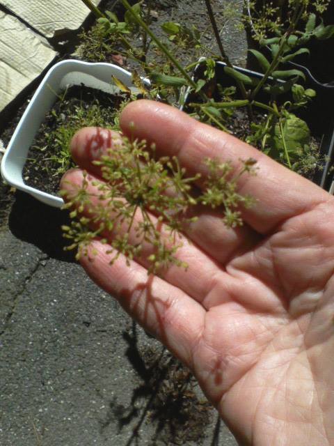 I tried shaking loose the ripest skirret seeds into a dish. But the last seeds didn't ripen on the branches and I worried that the wind would scatter them during a windstorm. So I clipped the stems of the greeni seeds in hope they'd ripen later on.