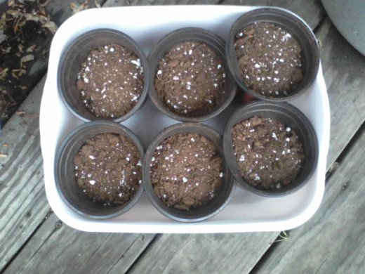I soaked most of the seeds in the first packet for a few hours, then divided them among these six little starter pots. I buried the seeds just under the surface as they are so small. 