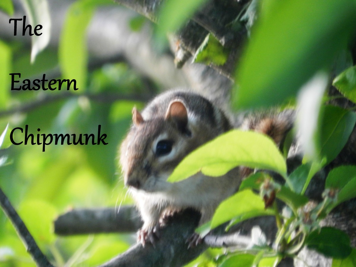 How To Manage Eastern Chipmunk Problems In Your Garden And Yard