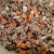 When the meat is almost done, add your onions, carrots, and spices. Finish browning and drain off any excess grease. When the meat is almost done, add your onions, carrots, and spices. Finish browning and drain off any excess grease.