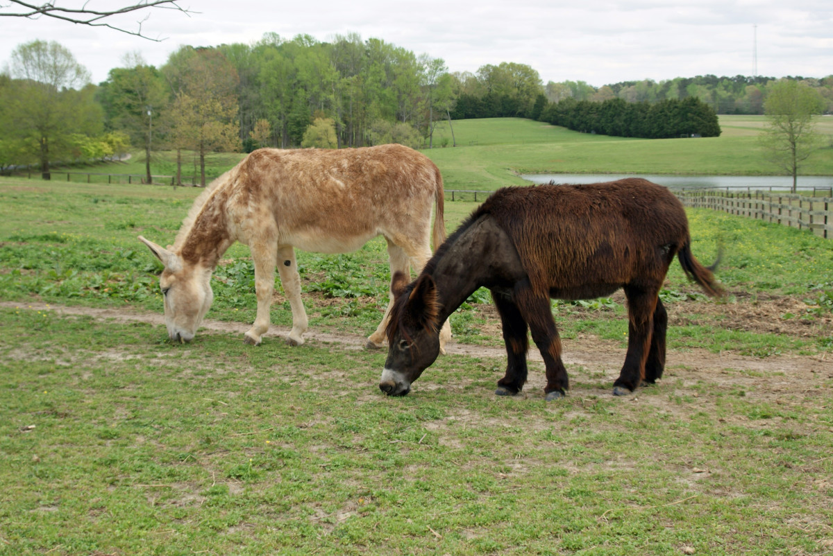 Most donkeys are of mixed breeds. In the US they are categorized according to size: miniature, standard and mammoth.