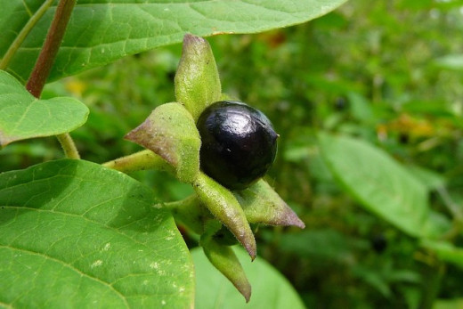 Atropa Belladonna, Chamomile, Lavender, Dandelion and White Willow ...