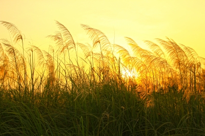 Image courtesy of pisitphoto at 