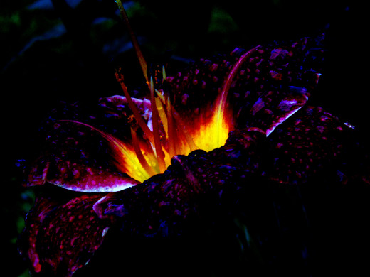 Much like this daylily, once your journey with La Santisima begins she will draw you deeper and deeper into both her mysteries as well as other teachings. 