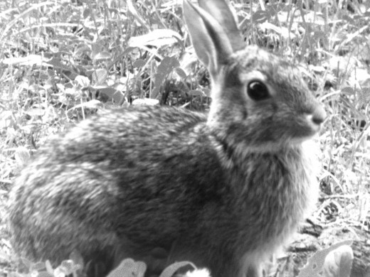 Get it a-bun-dance? Seriously though, she will always give you comfort when you need it. This little fellah or lady showed up right outside my front door. 