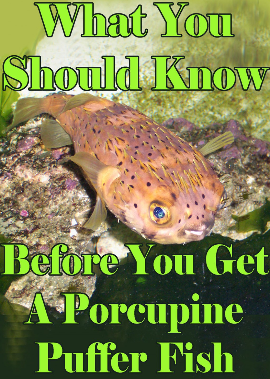 What You Should Know Before Getting a Porcupine Puffer ...