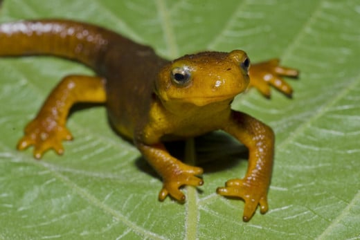 Newts are famous for not having a great deal of political understanding ;-)