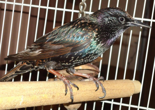 Toolie is a European starling. Birds are very sensitive to chemicals used in the home.
