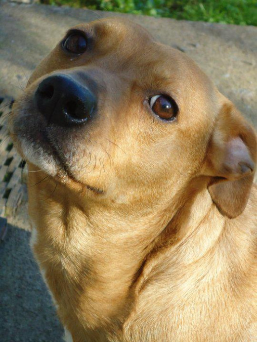 I am also quite pleased that my pets are safer with the use of natural cleaning solutions.