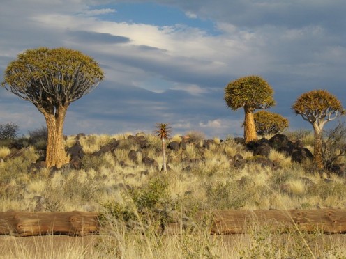 In the Kalahari Desert.