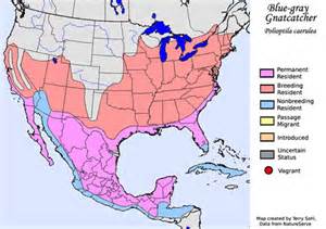Blue-gray Gnatcatcher Range Map