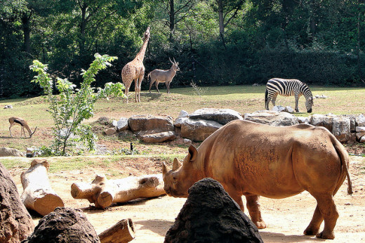 The Zoo in Atlanta, Georgia. 