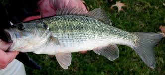 Kentucky Bass. Note the dark lines running horizontally along the belly/ 
