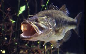 Largemouth Bass. Their mouth tells you how they got their name.