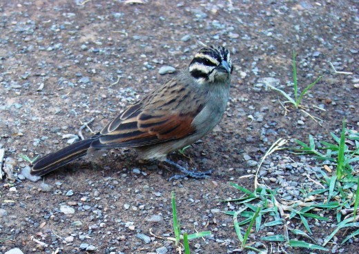 Cape Bunting no 20 out of 407