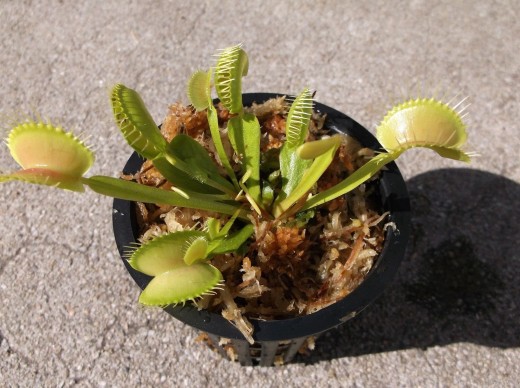 Venus Flytrap (Fly Trap) Dionaea Muscipula 3 inch pot