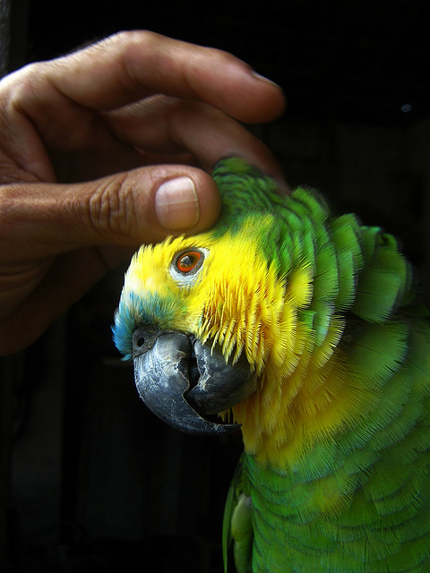 A happy parrot experiencing a "cafuné"