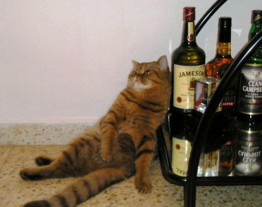 This cat is experiencing "Schnapsidee" and possibly alcoholic comatosis! Notice all the glorious Jameson and Clan Cambell Whisky.