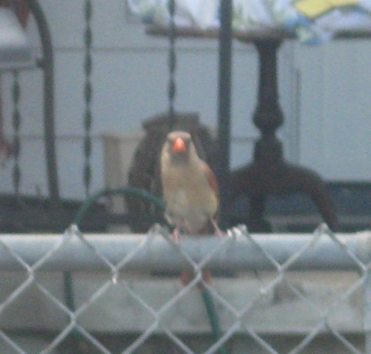 female cardinal on fence