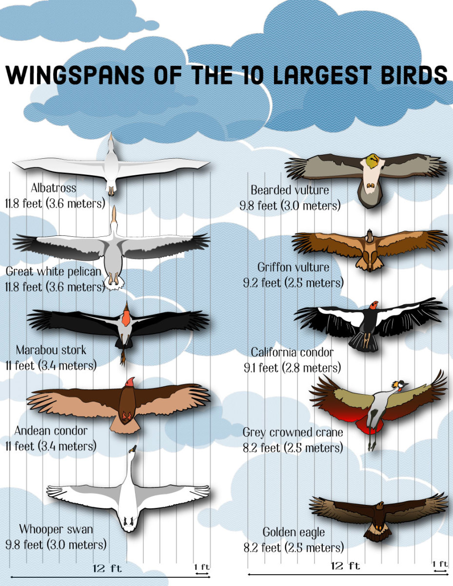 Wingspan Of Birds Chart