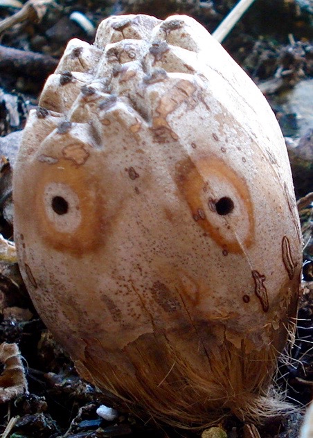 The Pandanus Seed Looked like a Face