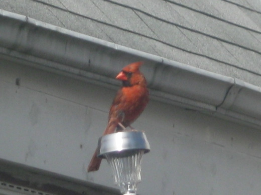 male cardinal across alley waiting to swoop in