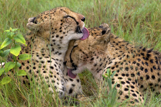 Cheetah (Acinonyx jubatus) Two young cheetah brothers cleaning each other after having fed.