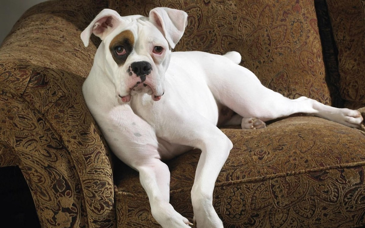 A white Boxer dog with a dark patch over one eye was mistakenly reported as being Bracken.