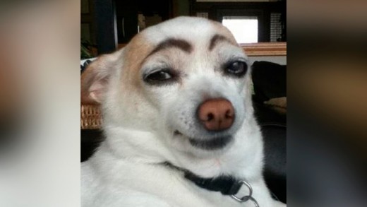 I looked up "funny dog"
