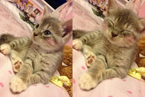 "cat with blush"