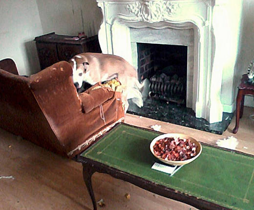 Happy Buster attempts to sit on the settee in its impromptu new spot, right up to the hearth, instead of against the wall, after a canine wrecking spree.