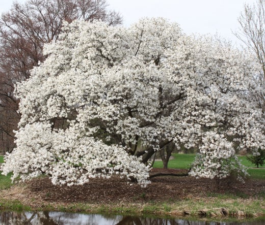 Magnolia tree at the Morton Arboretum