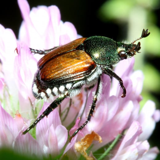 Beetle at the Morton Aboretum