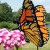 Monarch on Milkweed by artist Sean Kenney