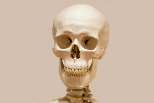The human head is easily the most important part of the body, and one of the most fragile