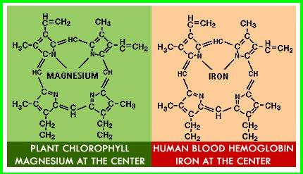 Only A Single Molecule Of Difference, Between Plant Blood And Human Blood.