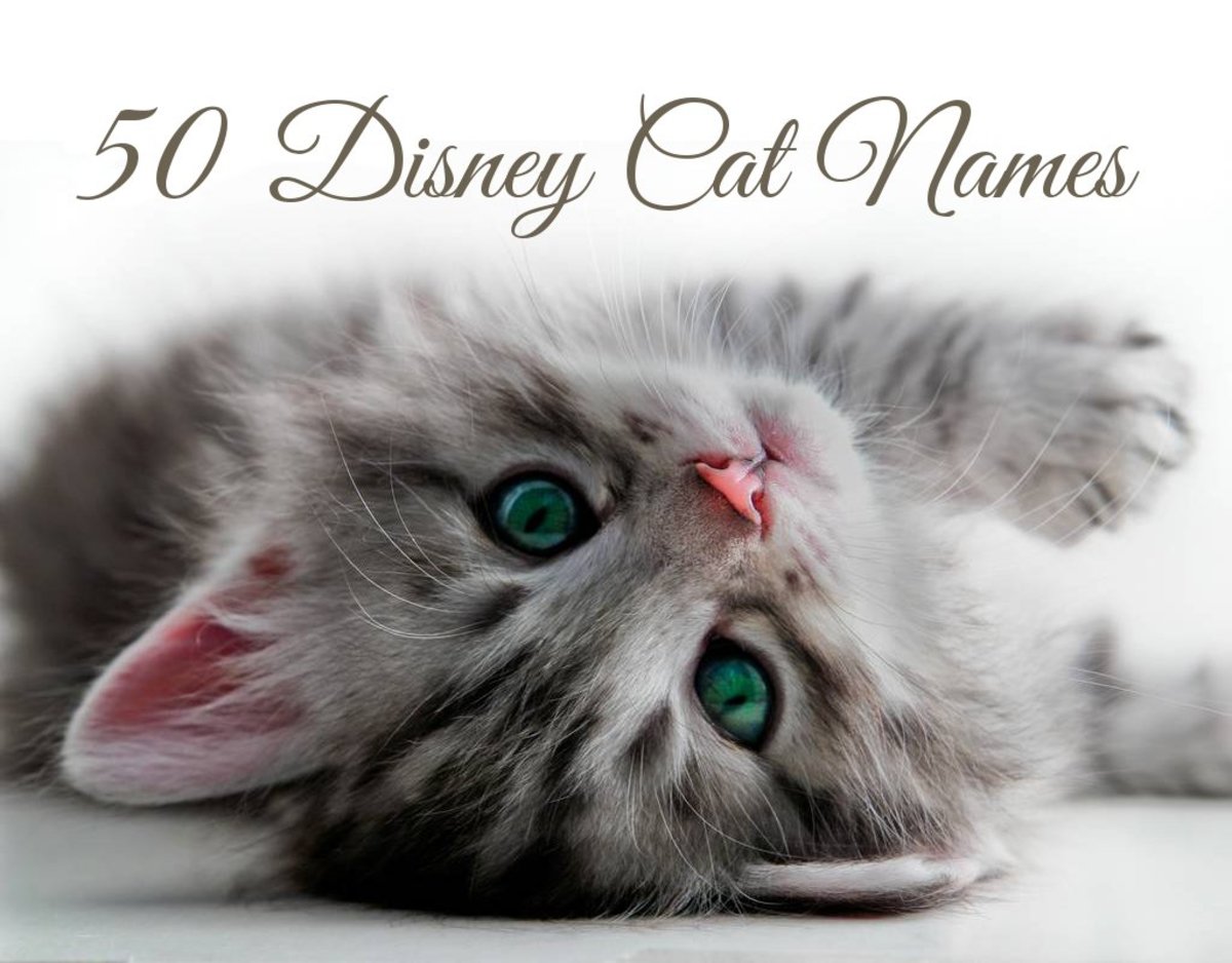 50 Disney Cat Names | PetHelpful