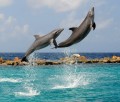 Dolphins: Preserve, Protect and the Basics