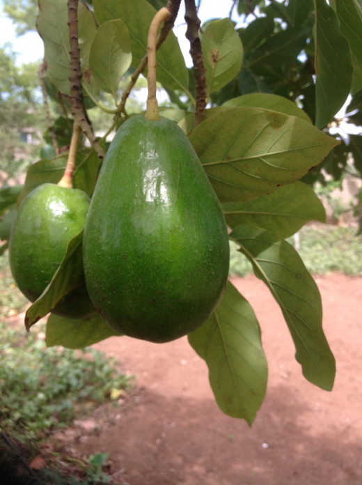 Avocado: Good food to lower Cholesterol