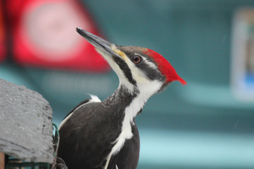 Pileated Woodpecker