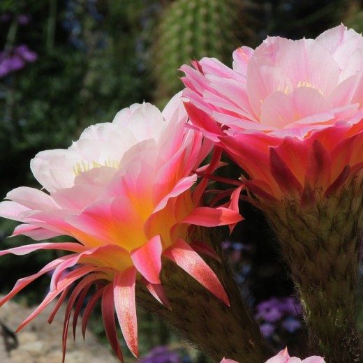 Beautiful cactus flower found in Arizona