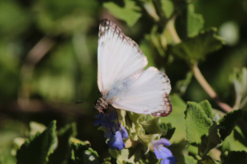 Great Southern White Butterfly Great Southern White Butterfly
