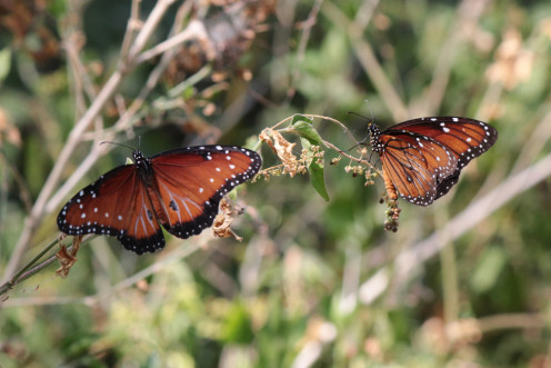 Two Queen Butterflies Two Queen Butterflies