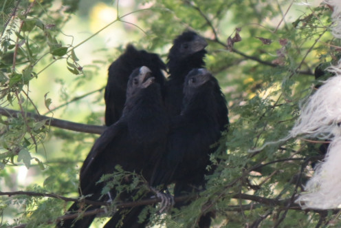 Groove-billed Ani singing a chorus Groove-billed Ani singing a chorus