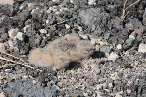 Tiny night hawk chicks Tiny night hawk chicks