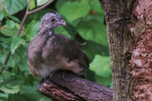 Bright eyed perching baby Bright eyed perching baby
