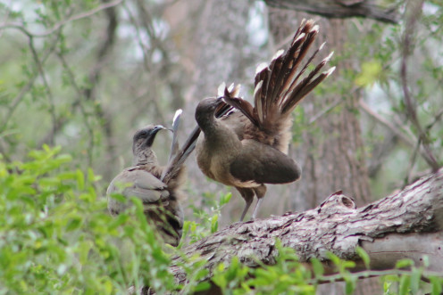 Adult Chacalacas preening Adult Chacalacas preening
