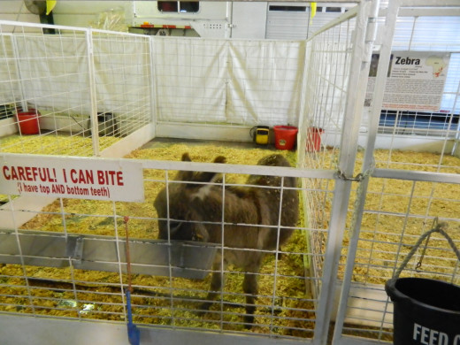 A baby Burro