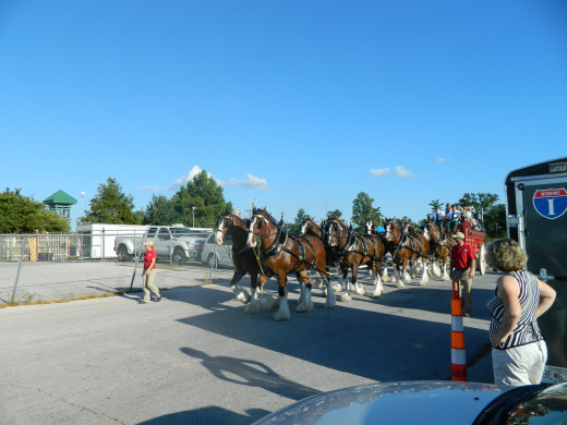 The Clydesdales on the move