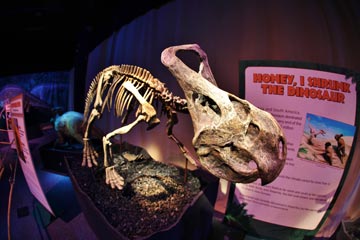 The Mongolian dinosaur Protoceratops at the Franklin Institute in Philadelphia, c. 2012.